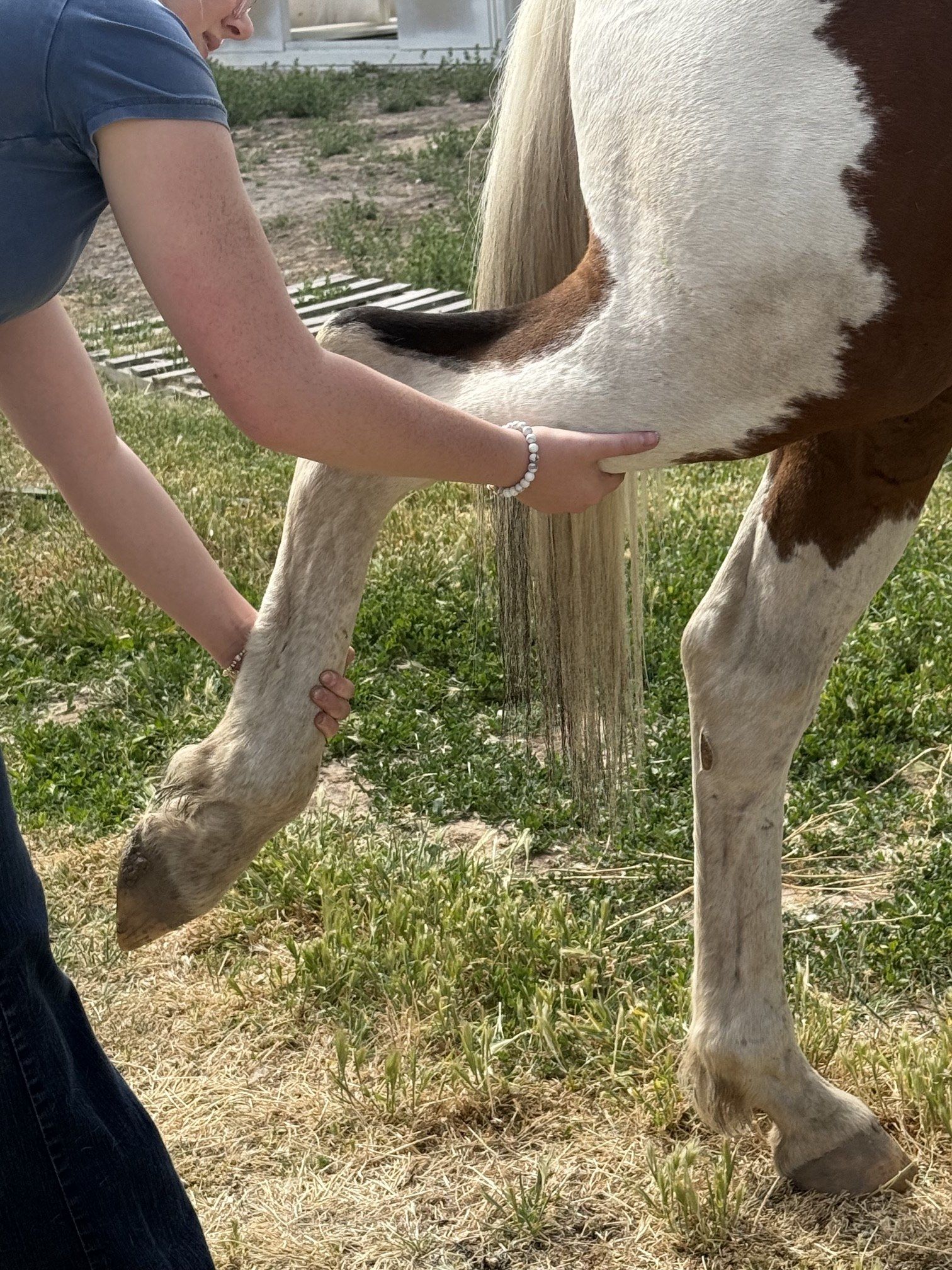 Hands on horse legs