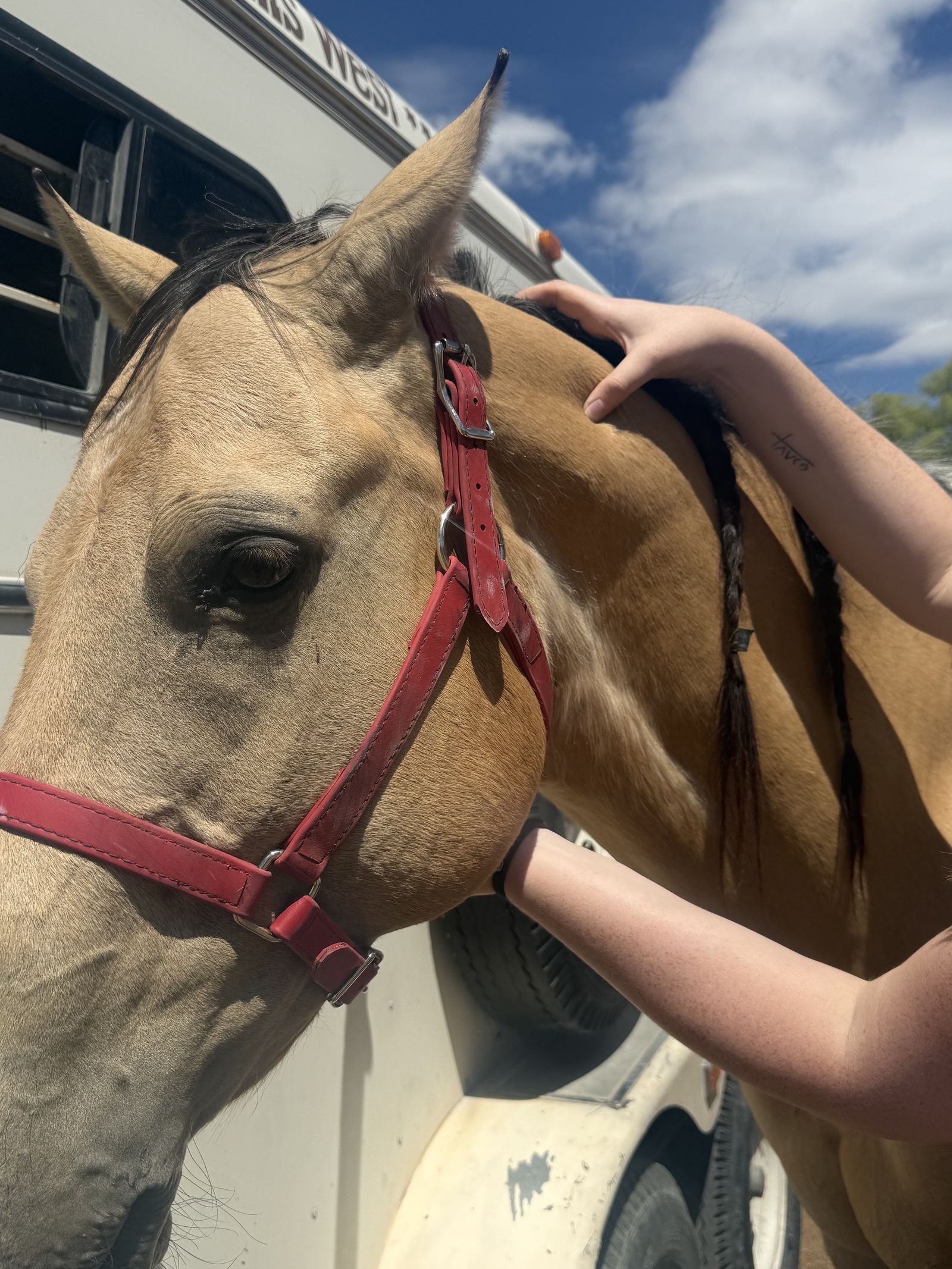 Working on palomino